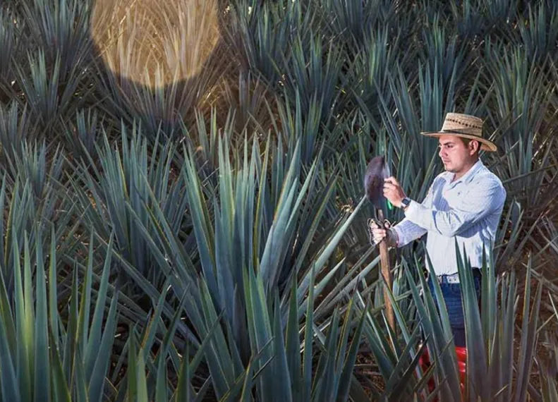 worker in agave field