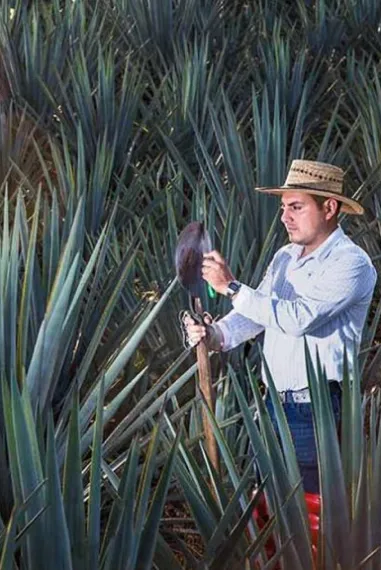 worker in agave field