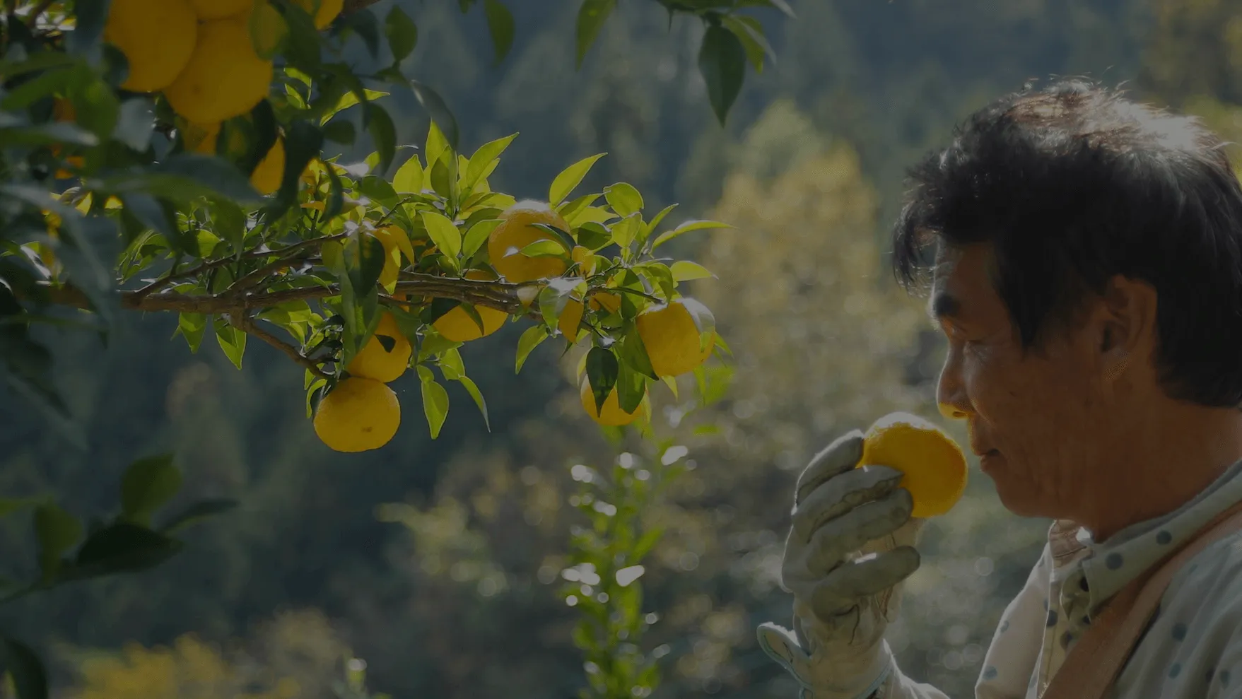 A man stands beside a lemon tree holding a freshly picked lemon to his face. 